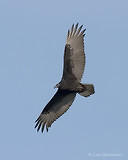 Photo - Turkey Vulture