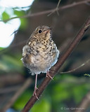 Photo - Hermit Thrush