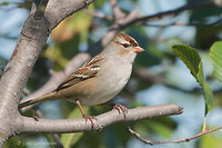 Photo - White-crowned Sparrow