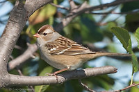 Photo - Bruant à couronne blanche