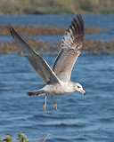 Photo - Ring-billed Gull