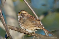 Photo - White-throated Sparrow