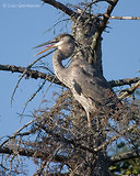 Photo - Great Blue Heron