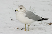 Photo - Ring-billed Gull