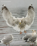 Photo - Herring Gull