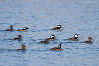 Photo - Hooded Merganser