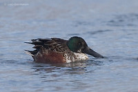 Photo - Canard souchet