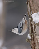 Photo - White-breasted Nuthatch