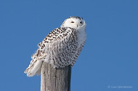 Photo - Harfang des neiges