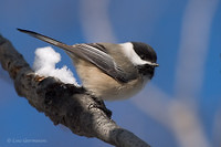 Photo - Black-capped Chickadee