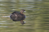 Photo - Pied-billed Grebe