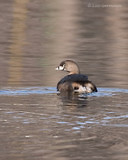 Photo - Pied-billed Grebe