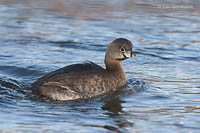 Photo - Pied-billed Grebe