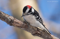 Photo - Downy Woodpecker