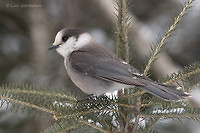 Photo - Mésangeai du Canada