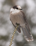 Photo - Gray Jay