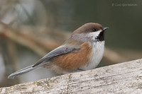 Photo - Mésange à tête brune