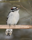 Photo - Downy Woodpecker