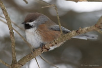 Photo - Mésange à tête brune