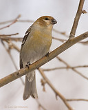 Photo - Pine Grosbeak