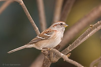 Photo - American Tree Sparrow