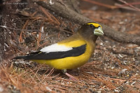 Photo - Evening Grosbeak