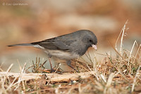 Photo - Junco ardoisé