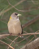 Photo - Evening Grosbeak