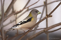 Photo - Evening Grosbeak