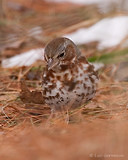 Photo - Fox Sparrow