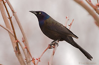 Photo - Common Grackle