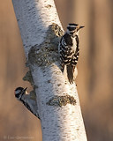 Photo - Downy Woodpecker