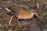 Photo - Virginia Rail