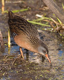 Photo - Virginia Rail