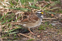 Photo - White-throated Sparrow