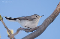 Photo - Gobemoucheron gris-bleu