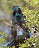 Photo - Common Grackle