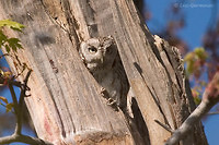 Photo - Eastern Screech-Owl