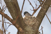 Photo - Gobemoucheron gris-bleu