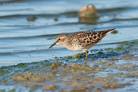 Photo - Least Sandpiper