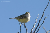 Photo - Viréo aux yeux blancs