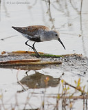 Photo - Dunlin