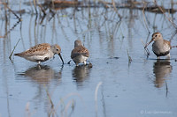 Photo - Dunlin