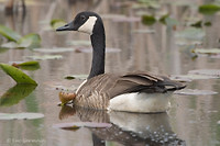 Photo - Canada Goose