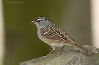 Photo - Bruant à couronne blanche