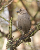 Photo - Brown-headed Cowbird