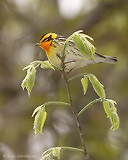 Photo - Blackburnian Warbler