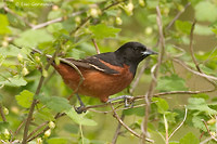 Photo - Oriole des vergers