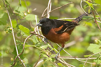 Photo - Orchard Oriole