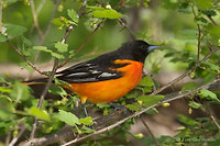 Photo - Oriole de Baltimore